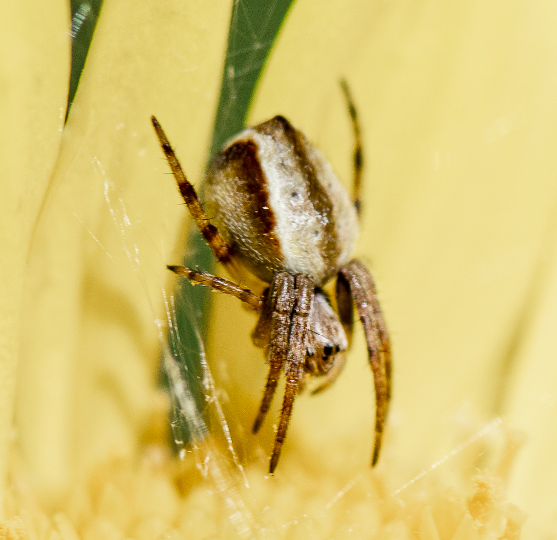 Orb weaver  Australia,Geotagged,Spring