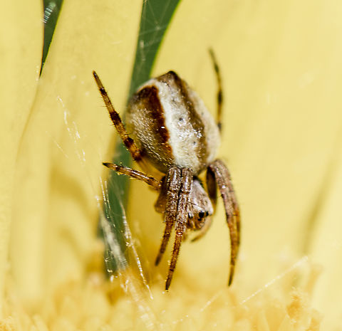 Orb weaver  Australia,Geotagged,Spring