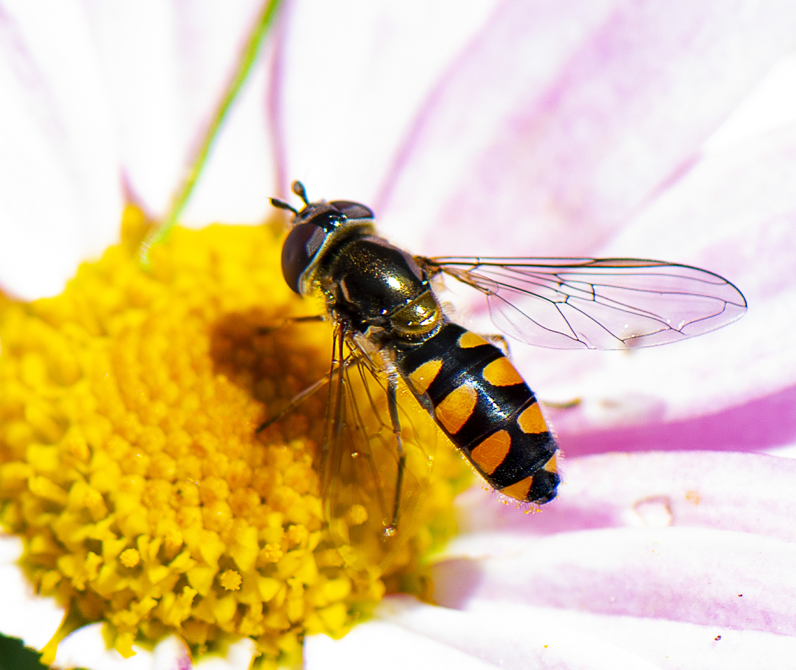 Half band hover fly  Australia,Common Halfband,Geotagged,Melangyna viridiceps,Spring