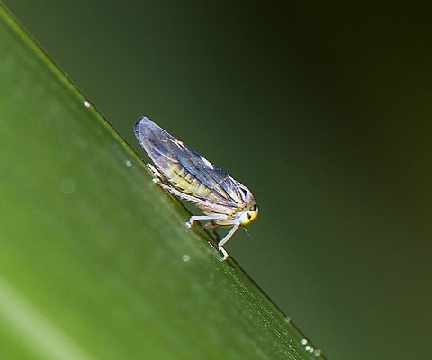 Hopper incognito  Australia,Geotagged,Green Leafhopper,Spring,Torpedo bug