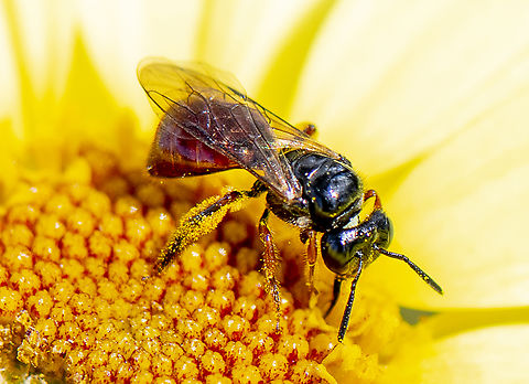 Exoneura bicolour  Australia,Exoneura bicolor,Geotagged,Reed Bee,Spring
