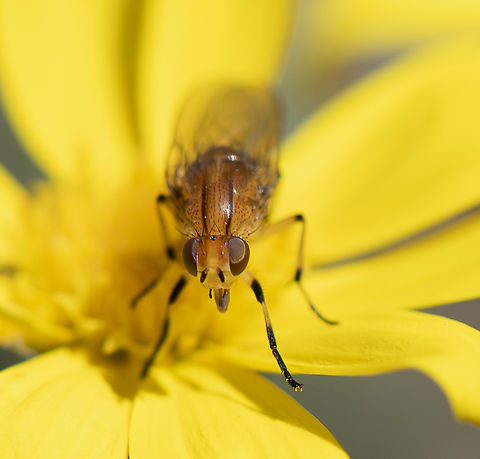 Lauxanid Fly - Sapromyza sp. ?  Australia,Geotagged,Lauxaniid Fly,Poecilolycia vittata,Spring