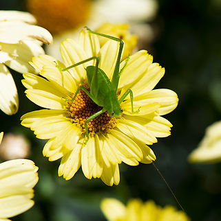 Katydid  Australia,Geotagged,Gum-leaf Katydid,Spring,Torbia viridissima