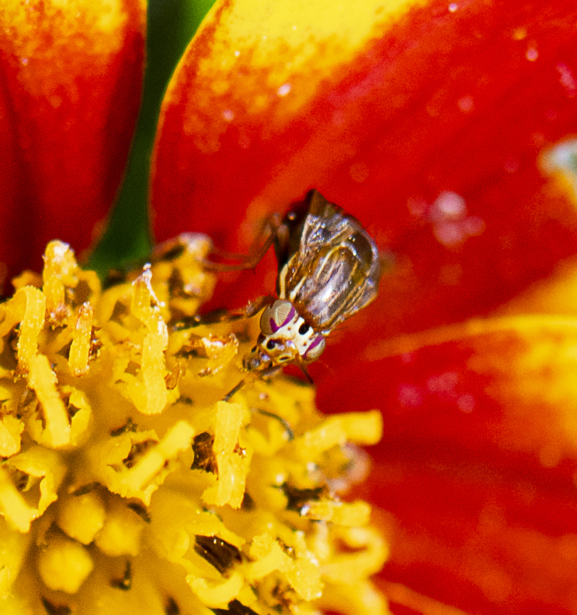Steganopsis melanogaster  Australia,Geotagged,Spring,Steganopsis melanogaster