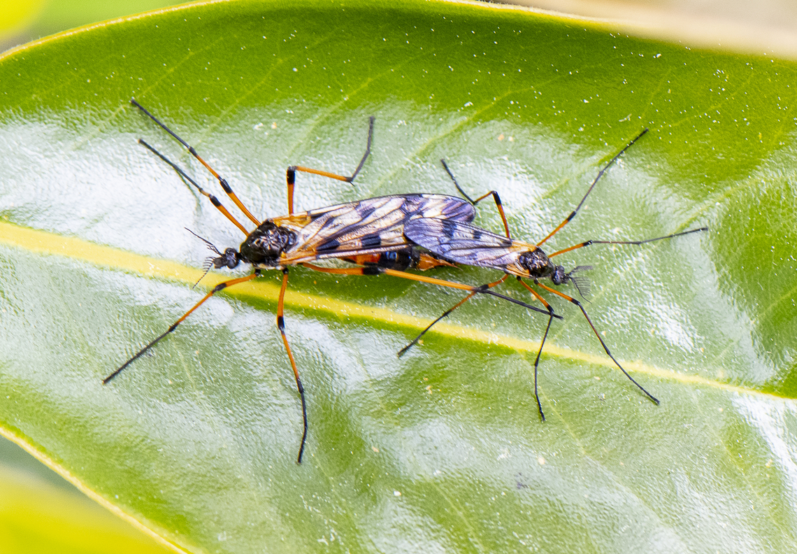 A Close Union - Gynoplistia (Gynoplistia) bella  Australia,Geotagged,Gynoplistia bella,Spring