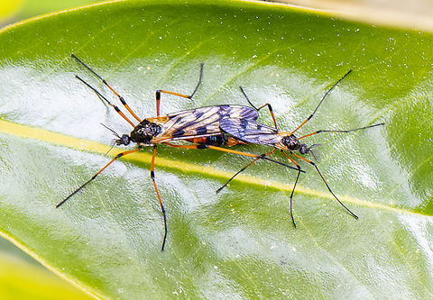 A Close Union - Gynoplistia (Gynoplistia) bella  Australia,Geotagged,Gynoplistia bella,Spring