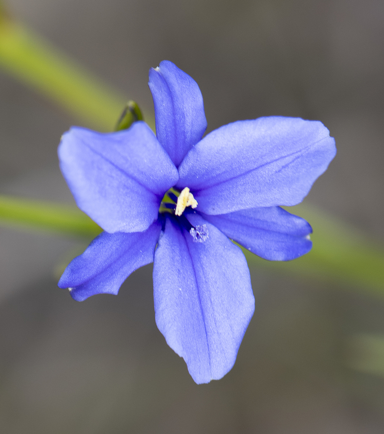 Blue corn-lily - introduced  Aristea ecklonii,Australia,Geotagged,Spring