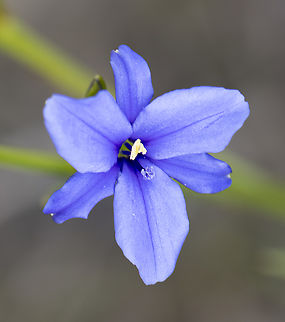Blue corn-lily - introduced  Aristea ecklonii,Australia,Geotagged,Spring