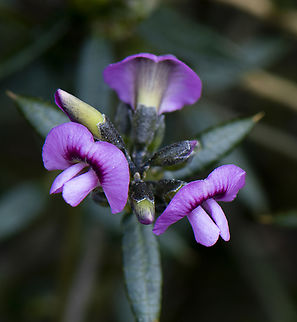 Heathy Mirbelia - Mirbelia rubiifolia  Australia,Geotagged,Heath Mirbelia,Mirbelia rubifolia,Mirbelia rubiifolia,Spring