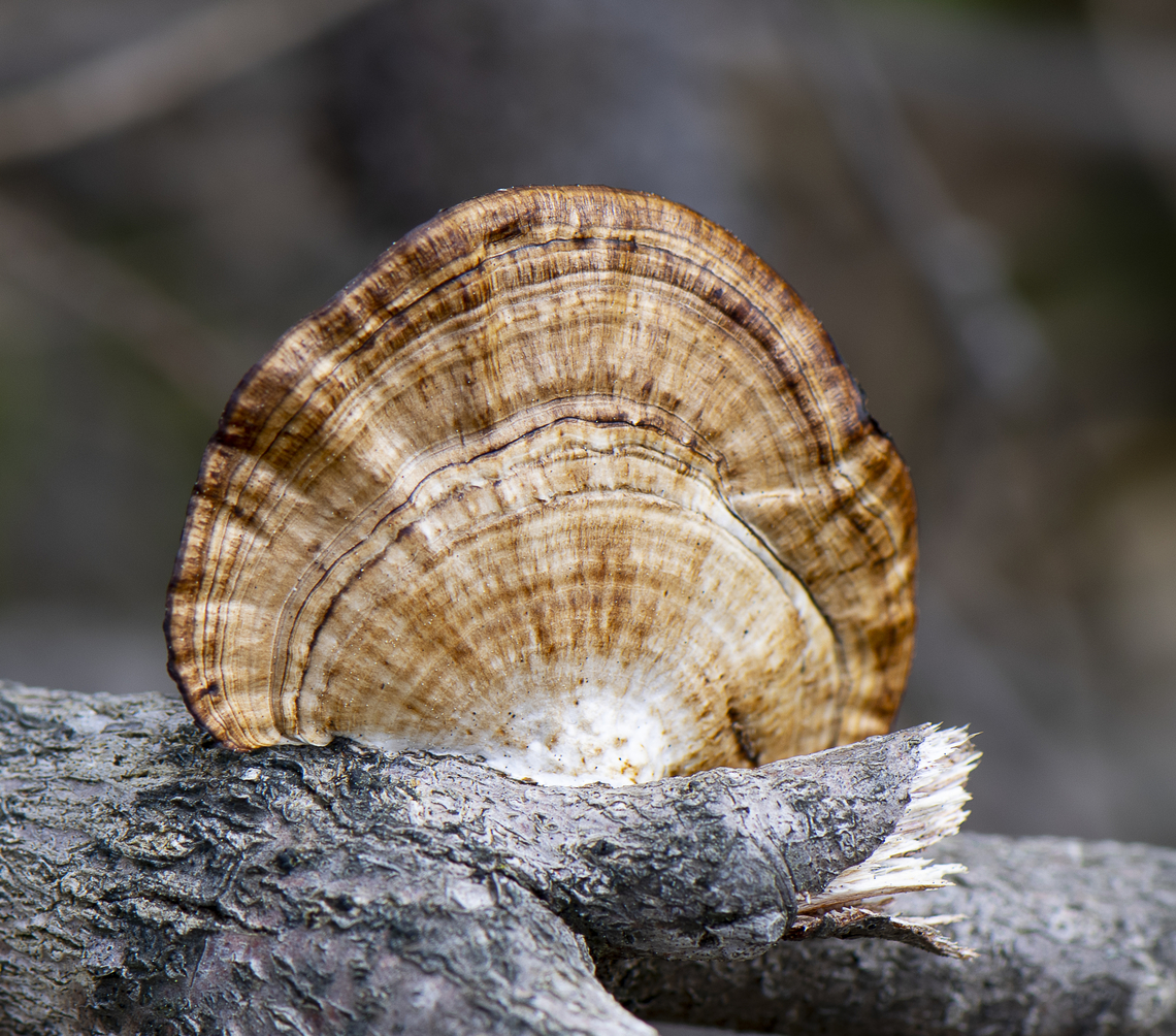 Mazed polypore  Australia,Daedaleopsis confragosa,Geotagged,Spring,Thin walled maze polypore