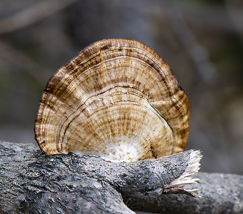 Mazed polypore  Australia,Daedaleopsis confragosa,Geotagged,Spring,Thin walled maze polypore