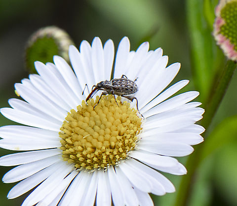 Weevil - Meriphus  sp.  Australia,Geotagged,Spring