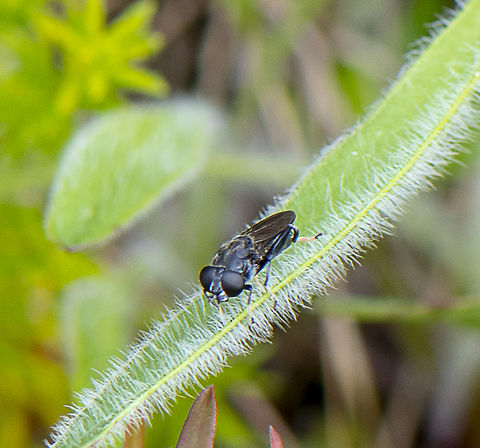 Tiny drone fly - Eristalinae  Australia,Fall,Geotagged,Spring