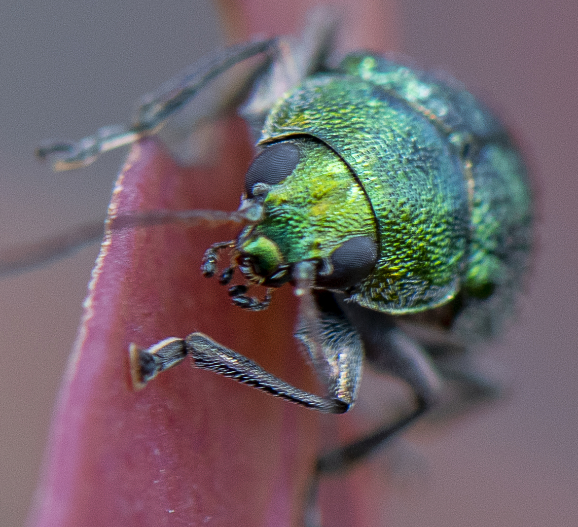 Metallic Beetle - Scarab - Diphucephala sp.?  Australia,Geotagged,Spring