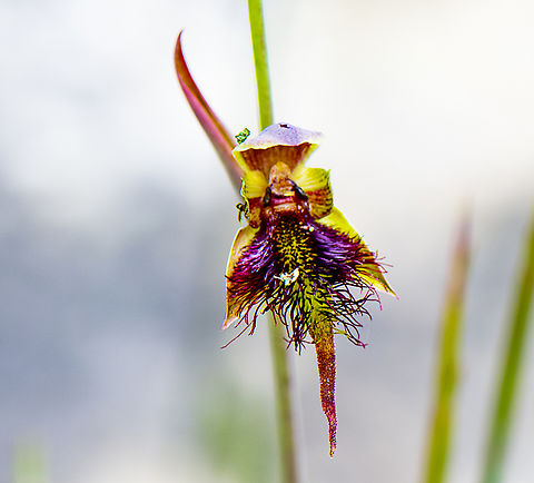 Red beard orchid  Australia,Calochilus paludosus,Geotagged,Red Beard Orchid,Spring