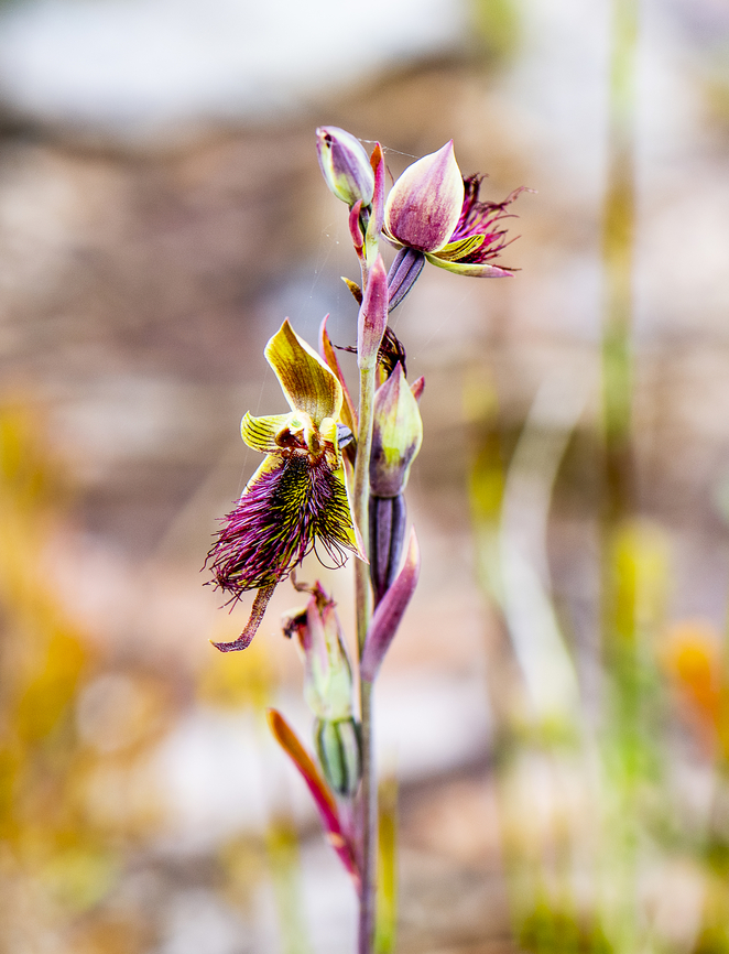 Red beard orchid  Australia,Calochilus paludosus,Geotagged,Red Beard Orchid,Spring