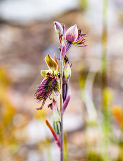 Red beard orchid  Australia,Calochilus paludosus,Geotagged,Red Beard Orchid,Spring