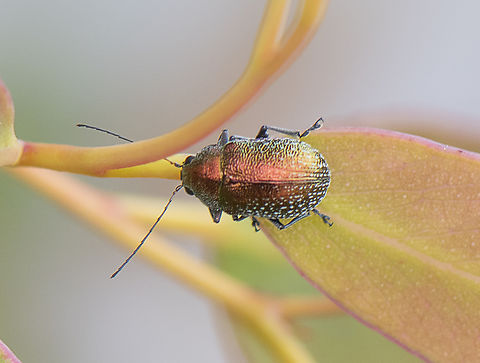Leaf Beetle - Edusella sp.  Australia,Fall,Geotagged,Spring
