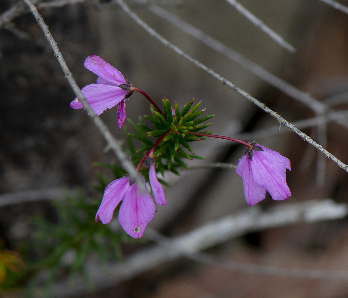 Tetratheca ericifolia  Australia,Geotagged,Spring,Tetratheca ericifolia