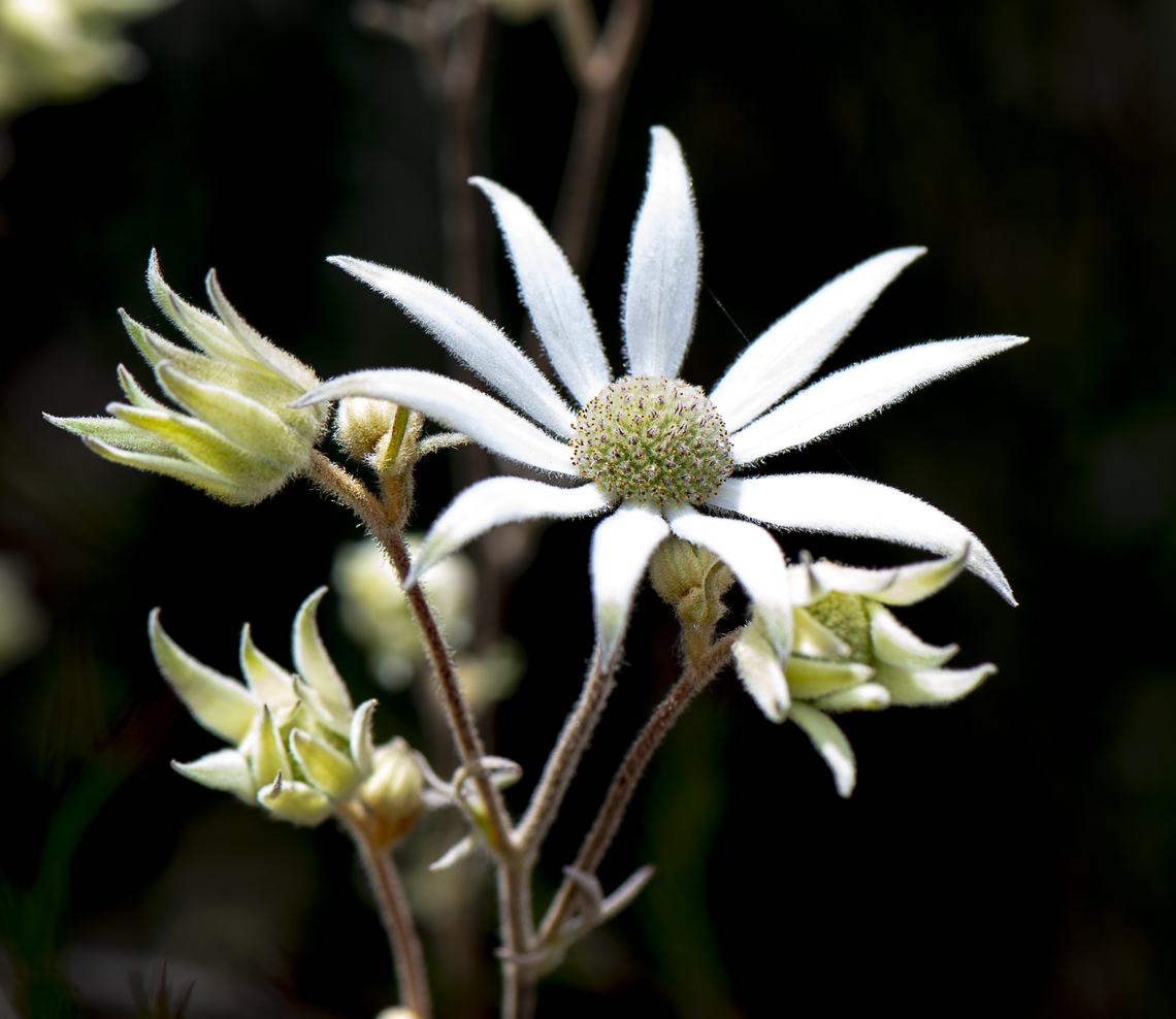 Flannel flower - Actinothus helianthi  Actinotus helianthi,Australia,Geotagged,Spring,actinothus