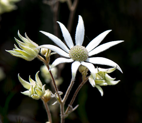 Flannel flower - Actinothus helianthi  Actinotus helianthi,Australia,Geotagged,Spring,actinothus