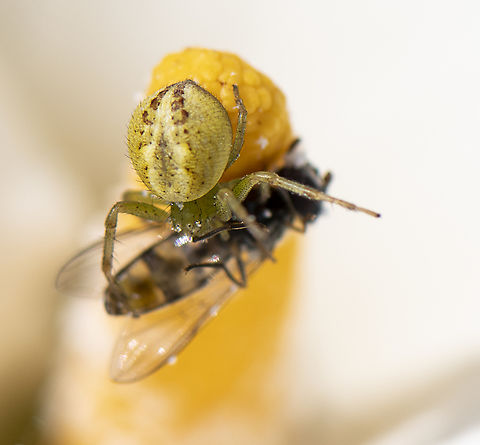 Crab spider and hover no more - Tharrhalea (Lehtinelagia) multopunctata ?  Australia,Geotagged,Spring
