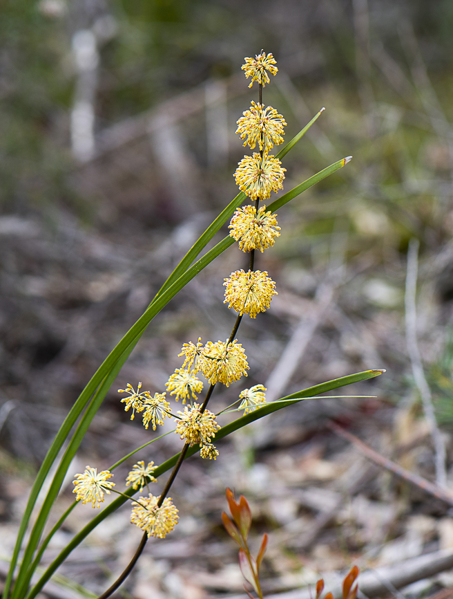 Many-flowered Mat-rush - Lomandra multiflora subsp. multiflora  Australia,Geotagged,Lomandra multiflora,Lomandra multyflora,Spring