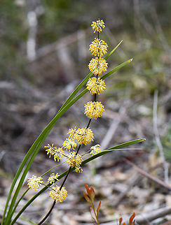 Many-flowered Mat-rush - Lomandra multiflora subsp. multiflora  Australia,Geotagged,Lomandra multiflora,Lomandra multyflora,Spring