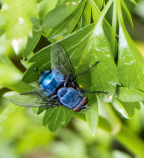 Blue Blowfly  Australia,Blue Blowfly,Calliphora vicina,Geotagged,Spring
