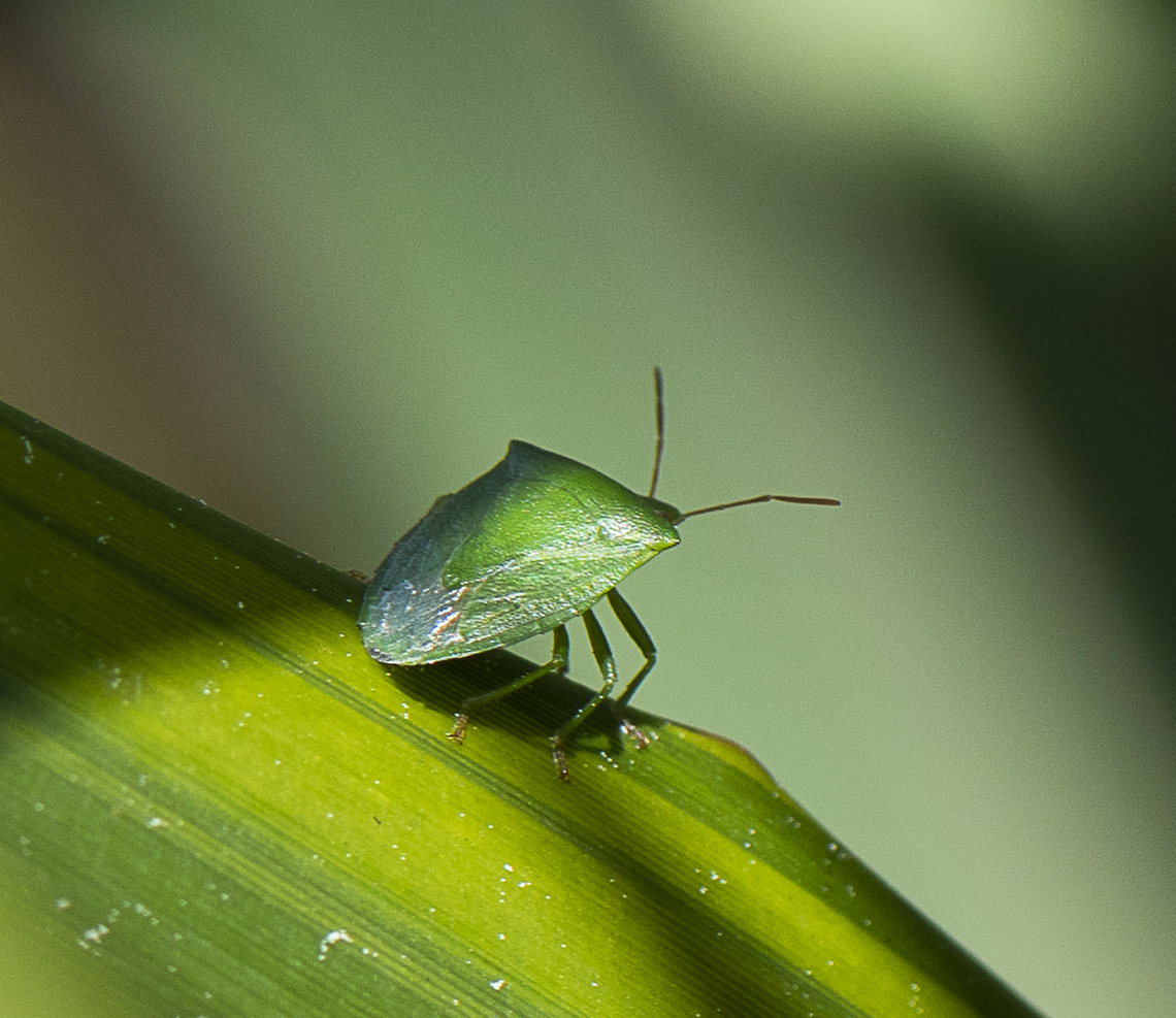 Cuspicona simplex - Green potato bug  Australia,Cuspicona simplex,Geotagged,Spring