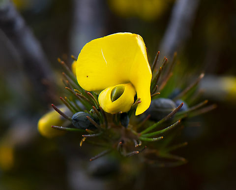 Large Wedge Pea - Gompholobium grandiflorum  Australia,Geotagged,Gompholobium grandiflorum,Large wedge-pea,Spring