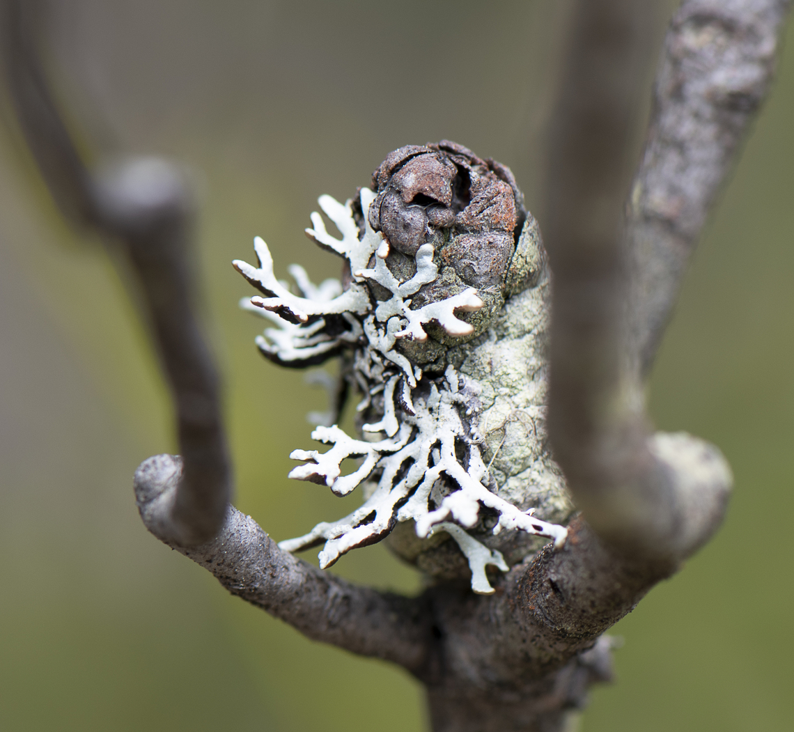 Tube Lichen - Hypogymnia  Australia,Geotagged,Spring