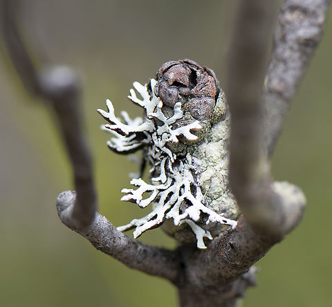 Tube Lichen - Hypogymnia  Australia,Geotagged,Spring