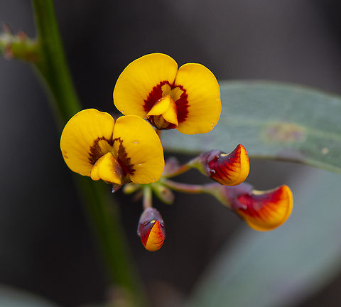 Clustered Bitter Pea - Daviesia corymbosa  Australia,Daviesia corymbosa,Geotagged,Narrow Leaf Bitter Pea,Spring