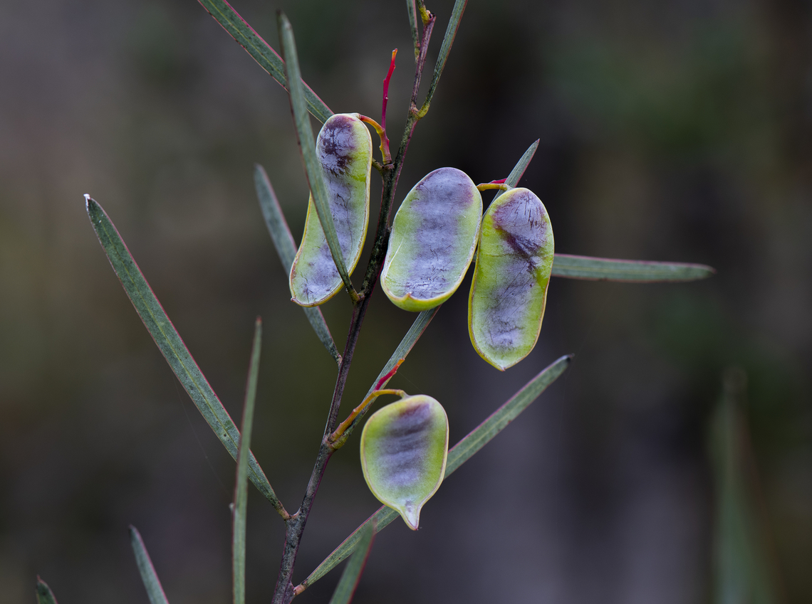 Wattle Pods - Acacia linifolia  Acacia linifolia,Australia,Geotagged,Spring,acacia linifolia