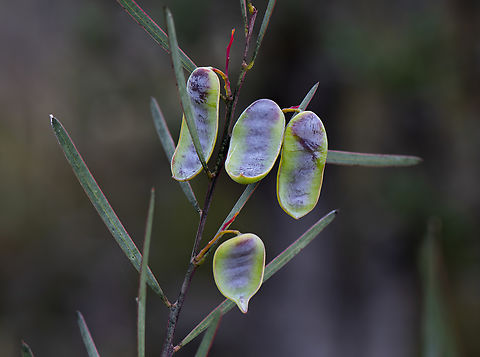 Wattle Pods - Acacia linifolia  Acacia linifolia,Australia,Geotagged,Spring,acacia linifolia