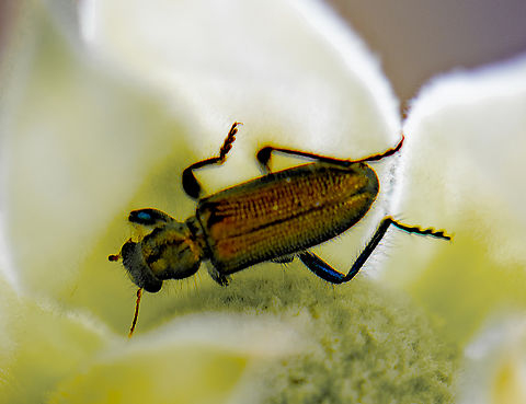 Beetle - Lemidia sp. or Phlogistus sp  Australia,Geotagged,Spring