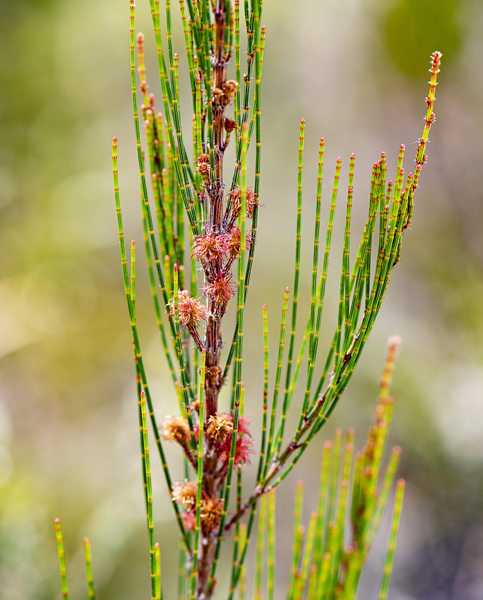 Allocasuarina littoralis  Allocasuarina littoralis,Australia,Black Sheoak,Geotagged,Spring