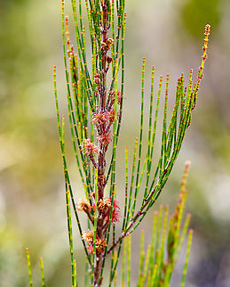 Allocasuarina littoralis  Allocasuarina littoralis,Australia,Black Sheoak,Geotagged,Spring
