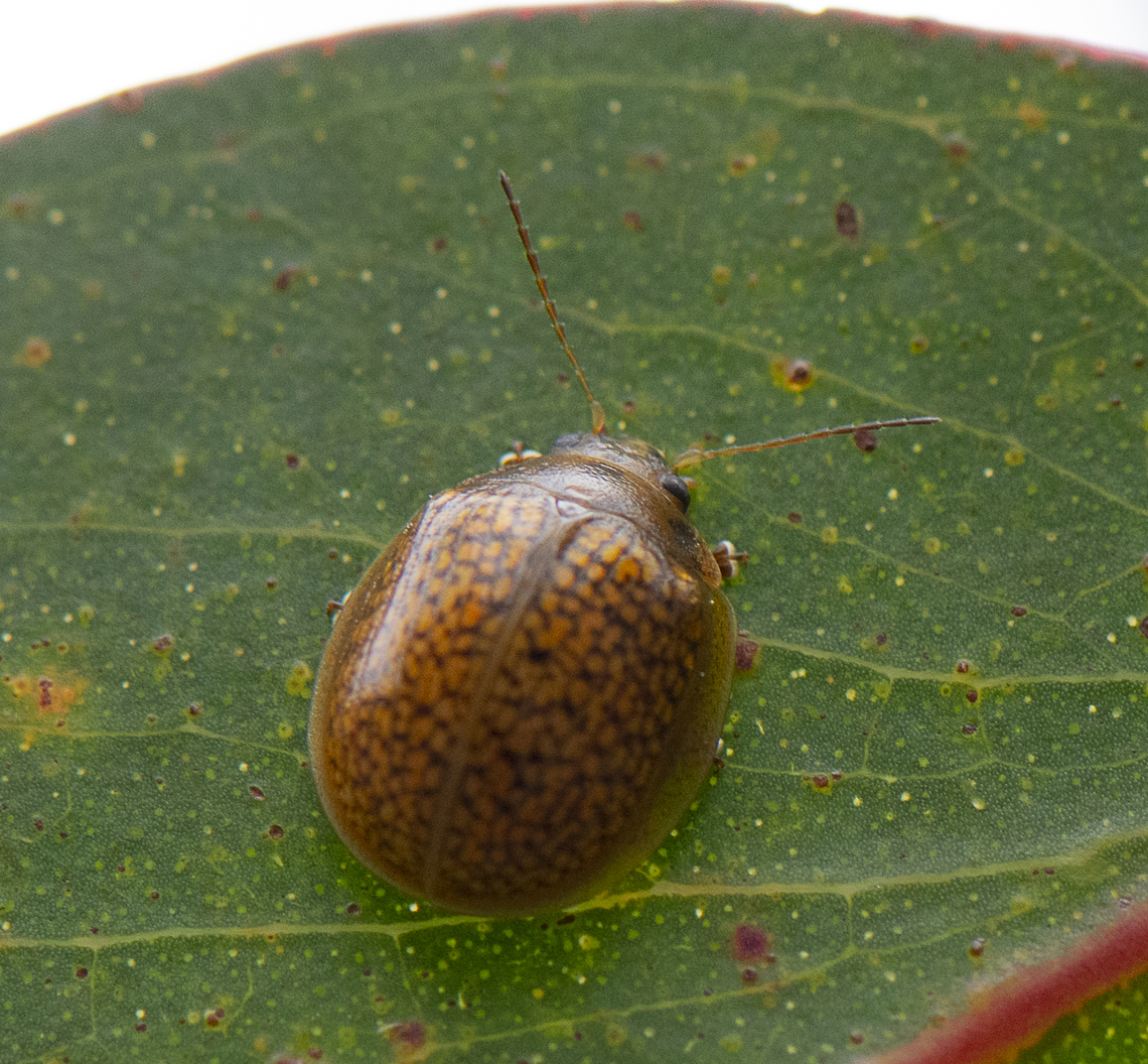 Leaf Beetle -  Paropsisterna ?  Australia,Eucalyptus Leaf Beetle,Geotagged,Spring