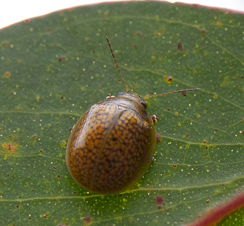 Leaf Beetle -  Paropsisterna ?  Australia,Eucalyptus Leaf Beetle,Geotagged,Spring