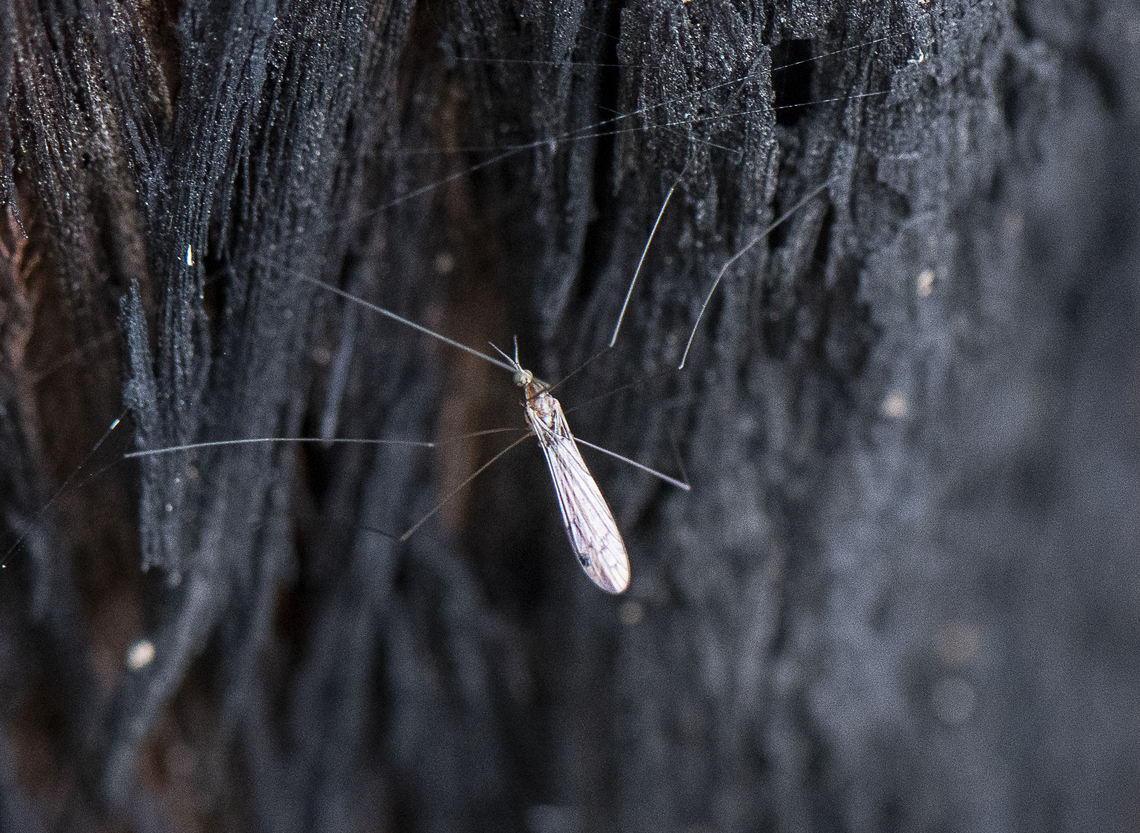 Crane Fly  Australia,Geotagged,Spring