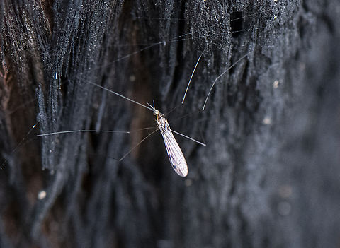 Crane Fly  Australia,Geotagged,Spring