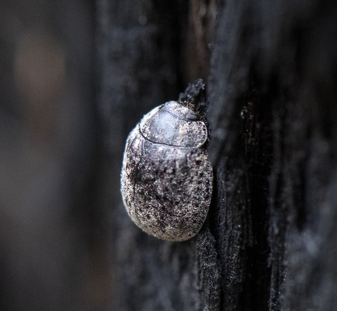 Australian Tortoise Beetle - Trachymela sloanei  Australia,Geotagged,Spring,Trachymela sloanei