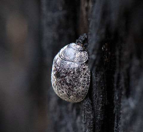 Australian Tortoise Beetle - Trachymela sloanei  Australia,Geotagged,Spring,Trachymela sloanei