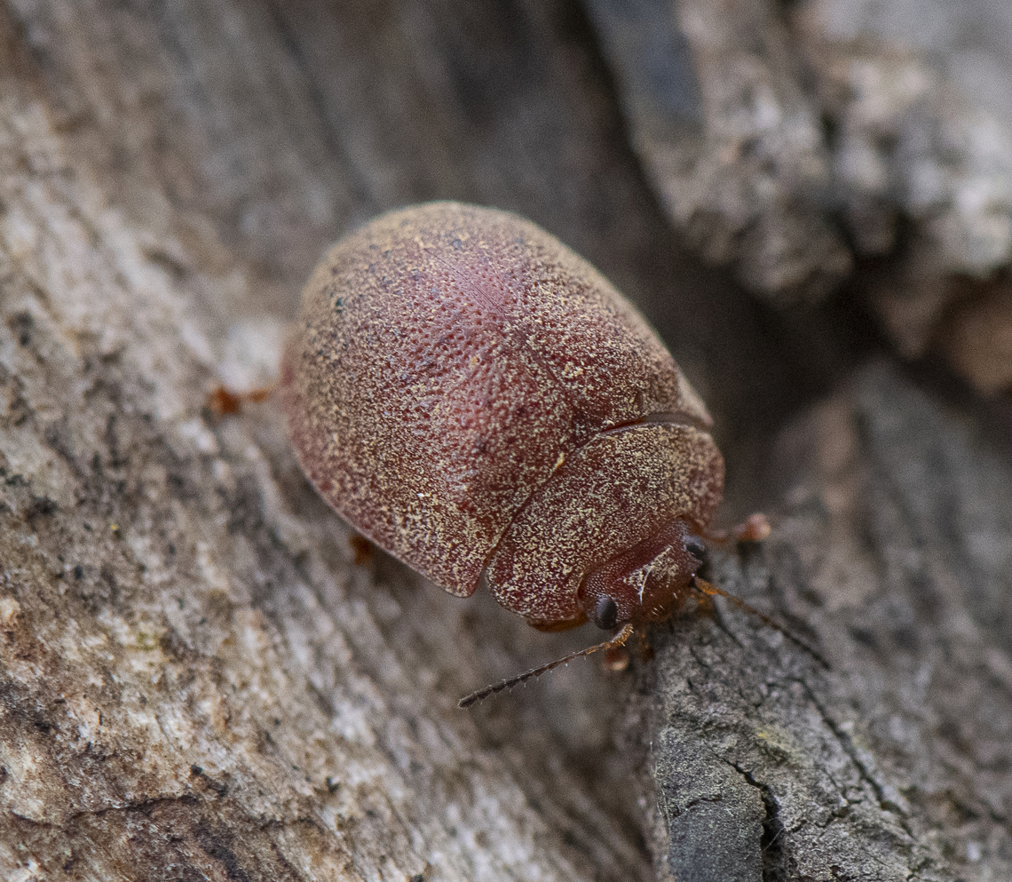 Gum Nut Leaf Beetle - Trachymela sp.  Australia,Geotagged,Spring