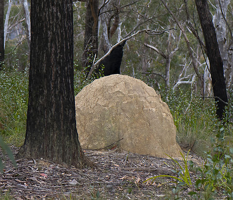 Termite Mound  Australia,Geotagged,Spring