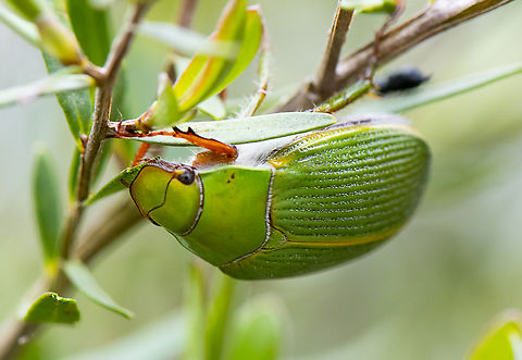Emerald eucalyptus chafer - Xylonichus eucalypti  Australia,Emerald eucalyptus chafer,Geotagged,Spring,Xylonichus eucalypti