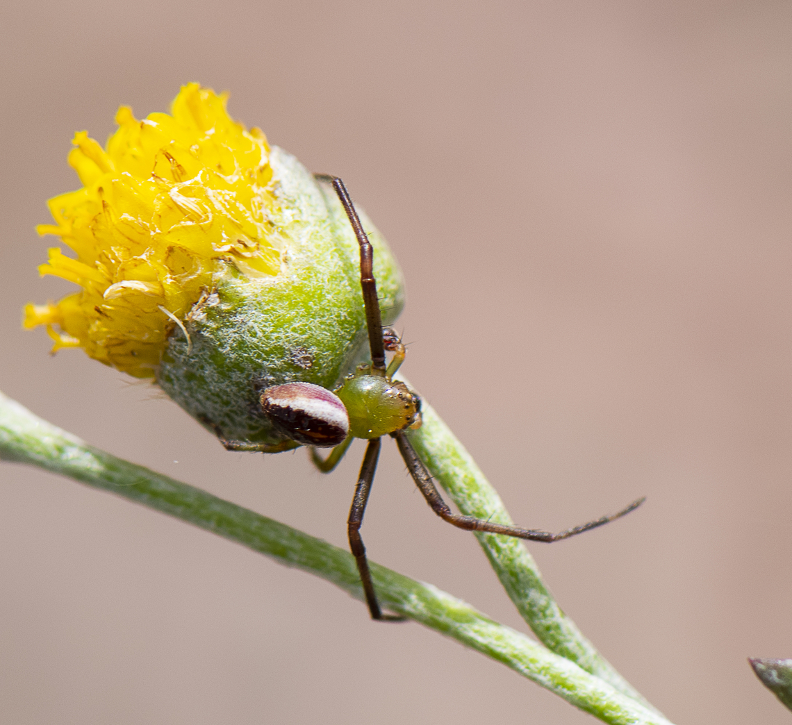Crab spider - Thomisidae  Australia,Geotagged,Spring