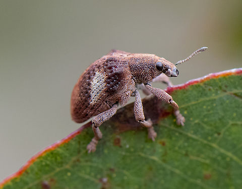 Gum Tree Weevil - Gonipterus scutellatus  Australia,Geotagged,Gonipterus scutellatus,Gum Tree Weevil,Spring